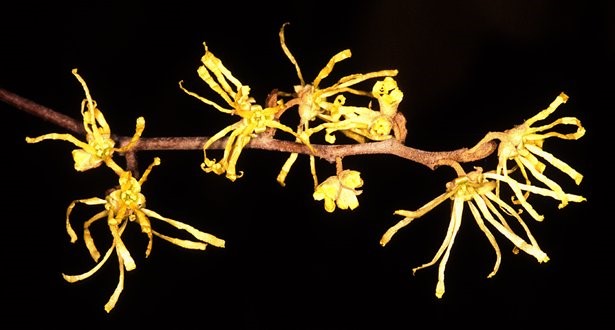 photo of American Witchhazel