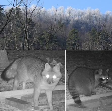 Photo of trees, fox at night and raccoon at night