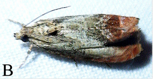 Olethreutes Hamameliana moth