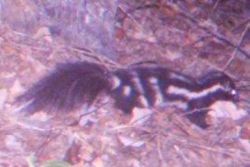 skunk