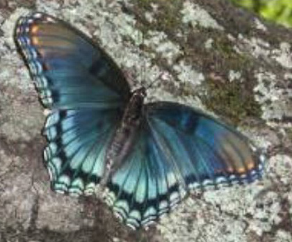 Butterfly