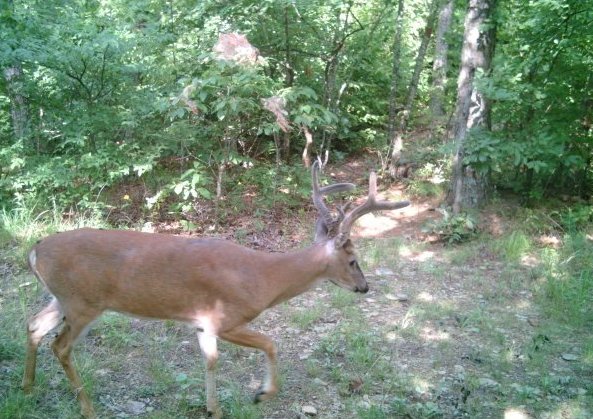 deer