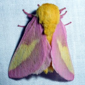 Rosy Maple Moth in Ouachita Mountains