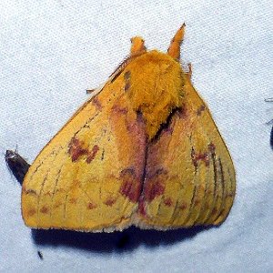 Io Moth in Ouachita Mountains
