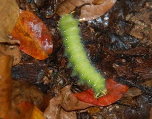 Imperial Moth Caterpillar in Ouachita Mountains