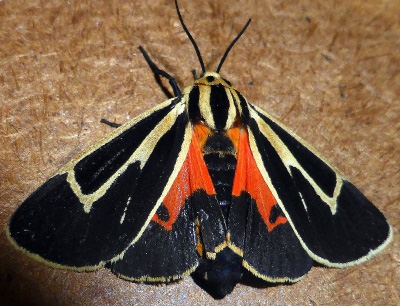 Banded Tiger Moth in Ouachita Mountains