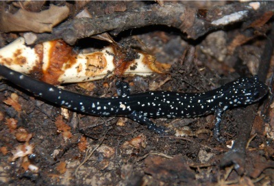 Caddo Mountain Salamander in Ouachita Mountains