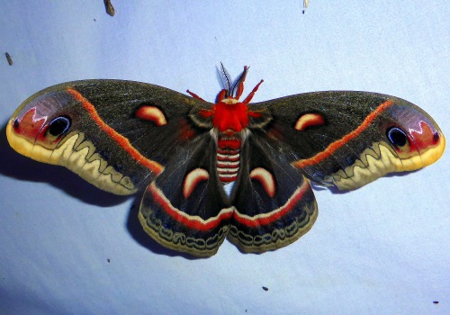 Cecropia Moth in Ouachita Mountains