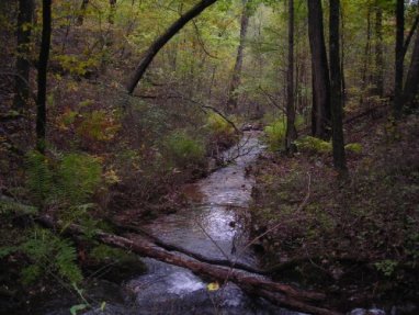 Creek in Ouachita Mountains