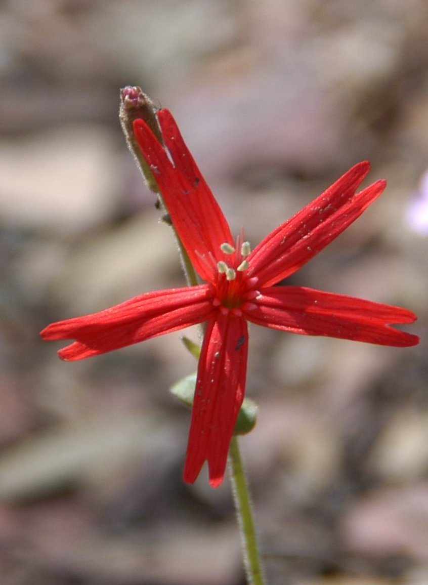 Fire Pink flower in Ouachita Mountains