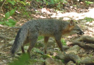 Gray Fox in Ouachita Mountains