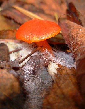Orange Mushroom in Ouachita Mountains