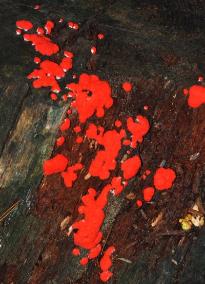 Red Raspberry Slime Mold in Ouachita Mountains