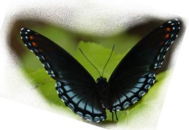 Red Spotted Purple Moth in Ouachita Mountains
