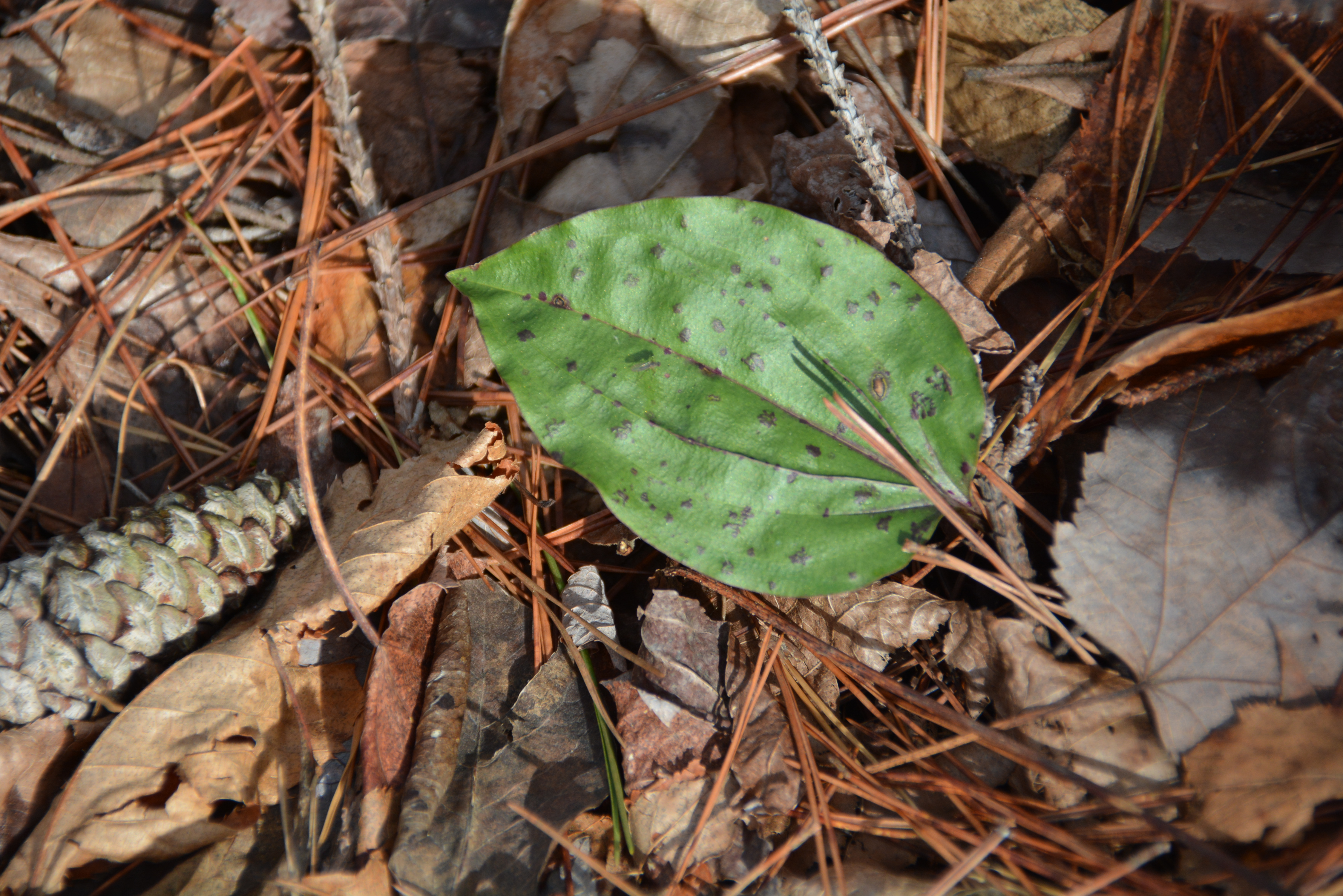 photo of Tibularia leaf