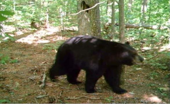 Bear